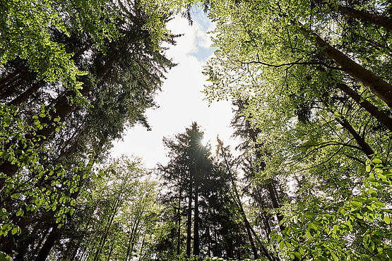 Waldbaden im Nationalpark Bayerischer Wald